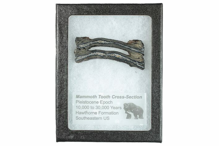 Mammoth Molar Slice With Case - South Carolina #291074